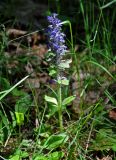 Ajuga reptans. Верхушка цветущего растения. Московская обл., Ступинский р-н, окр. пос. Белопесоцкий, сосново-лиственный лес. 27.05.2018.