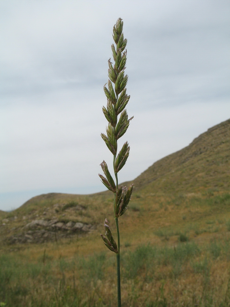 Image of Leymus multicaulis specimen.