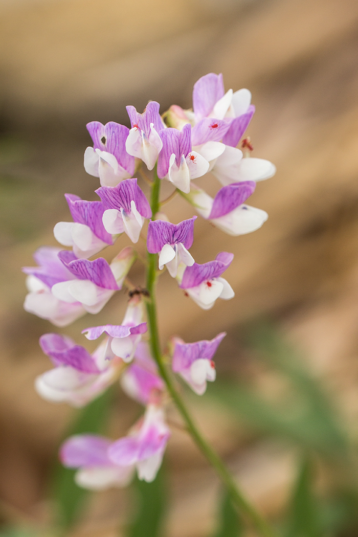 Image of Vicia biennis specimen.