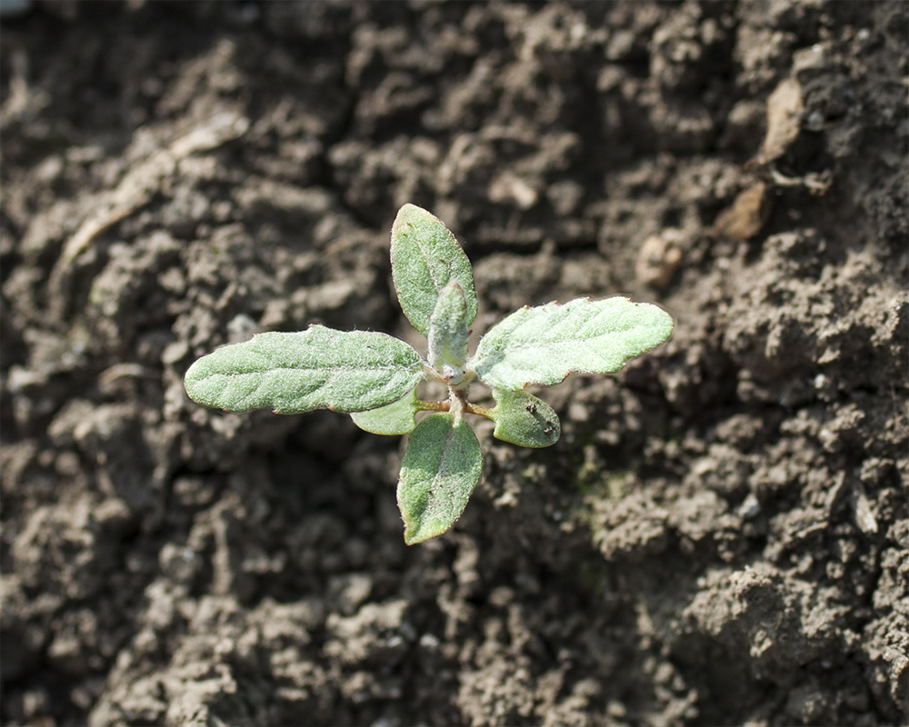 Image of Populus alba specimen.