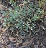 Astragalus arcanus