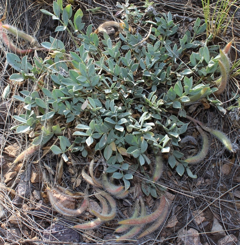 Изображение особи Astragalus arcanus.