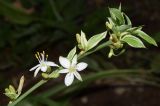 Chlorophytum comosum. Верхушка цветоноса с побегом. Узбекистан, г. Ташкент, пос. Улугбек. 08.07.2018.