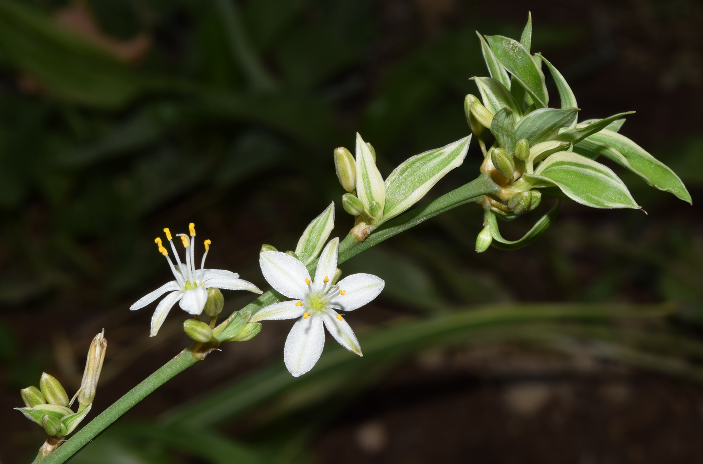 Image of Chlorophytum comosum specimen.