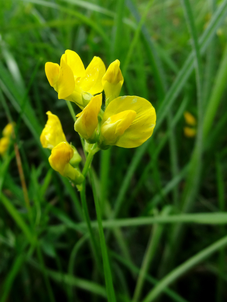 Изображение особи Lathyrus pratensis.