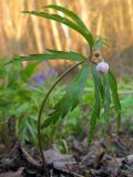 Anemone caerulea. Зацветающее растение на опушке сосново-берёзового леса. Окр. Томска. 23.05.2010.