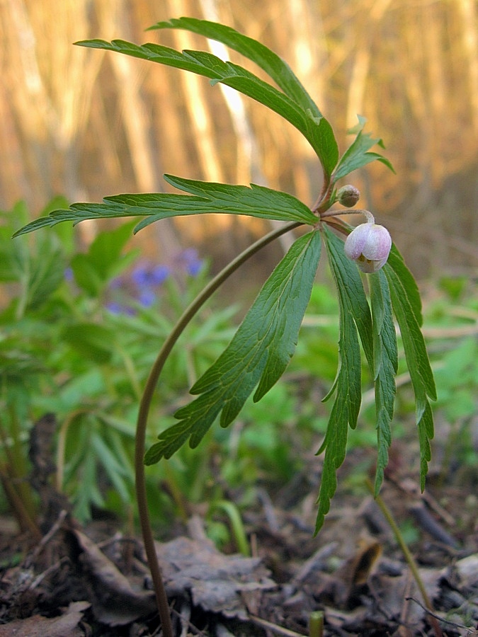 Image of Anemone caerulea specimen.