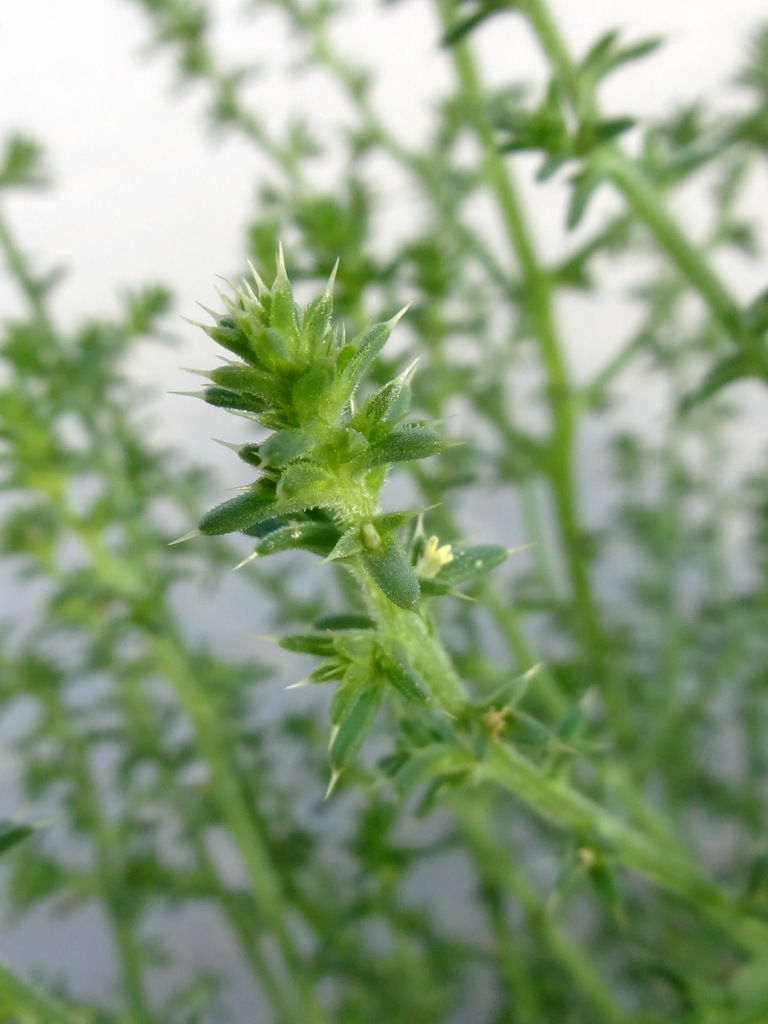 Image of Salsola kali specimen.