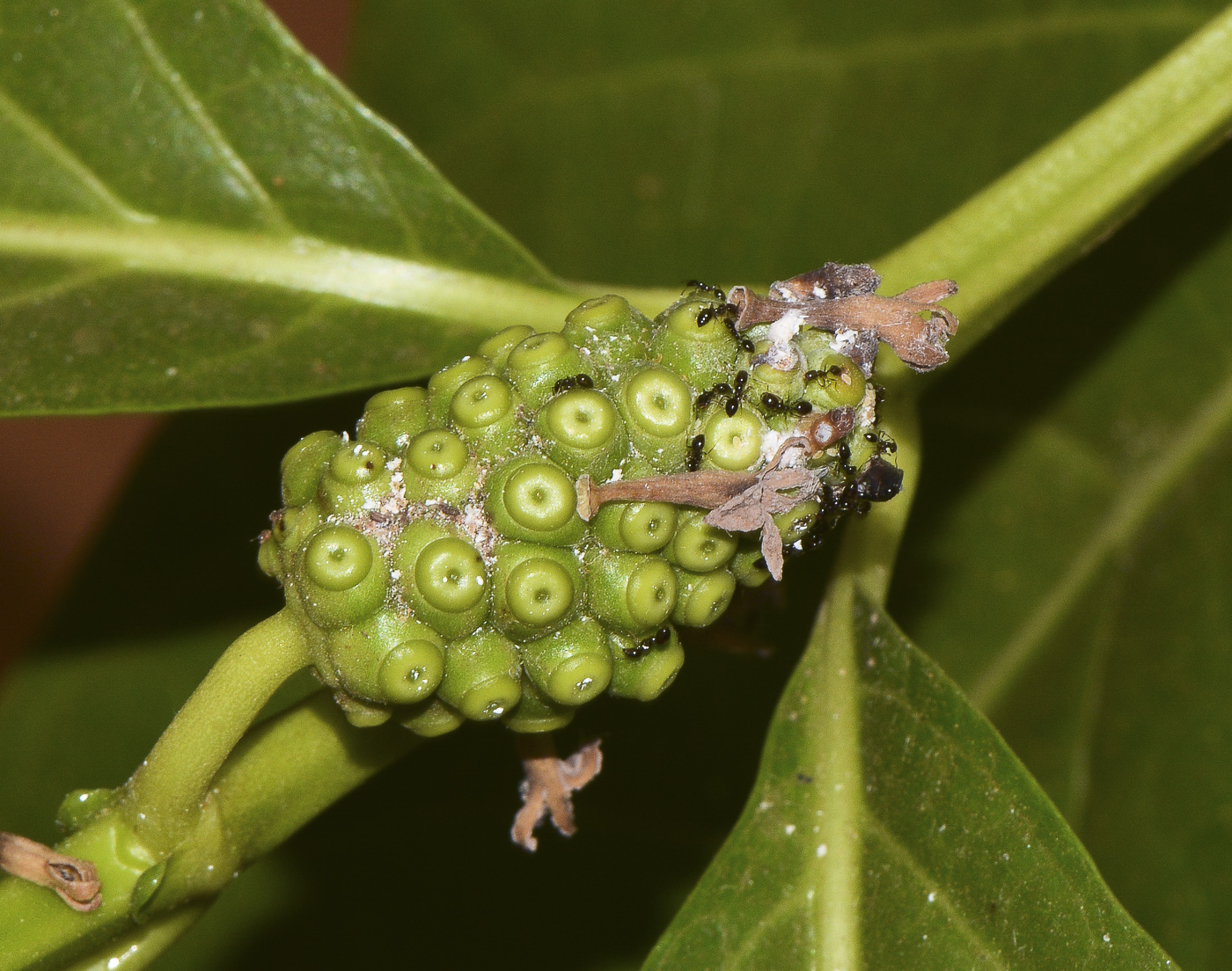 Изображение особи Morinda citrifolia.