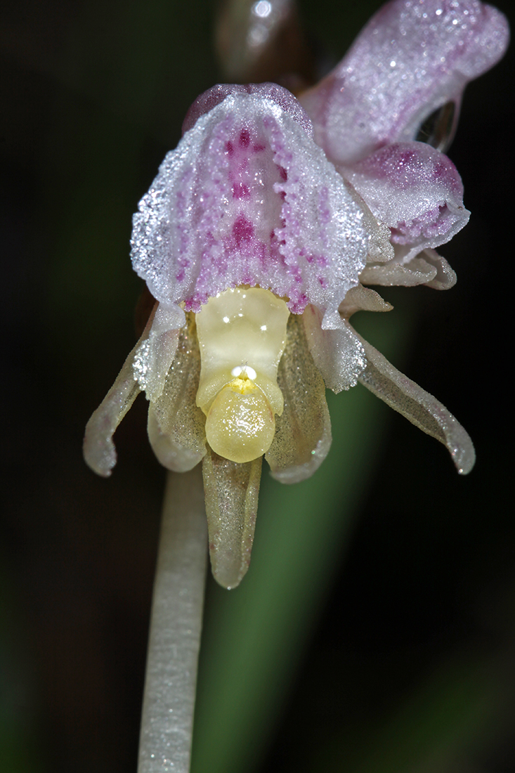 Image of Epipogium aphyllum specimen.