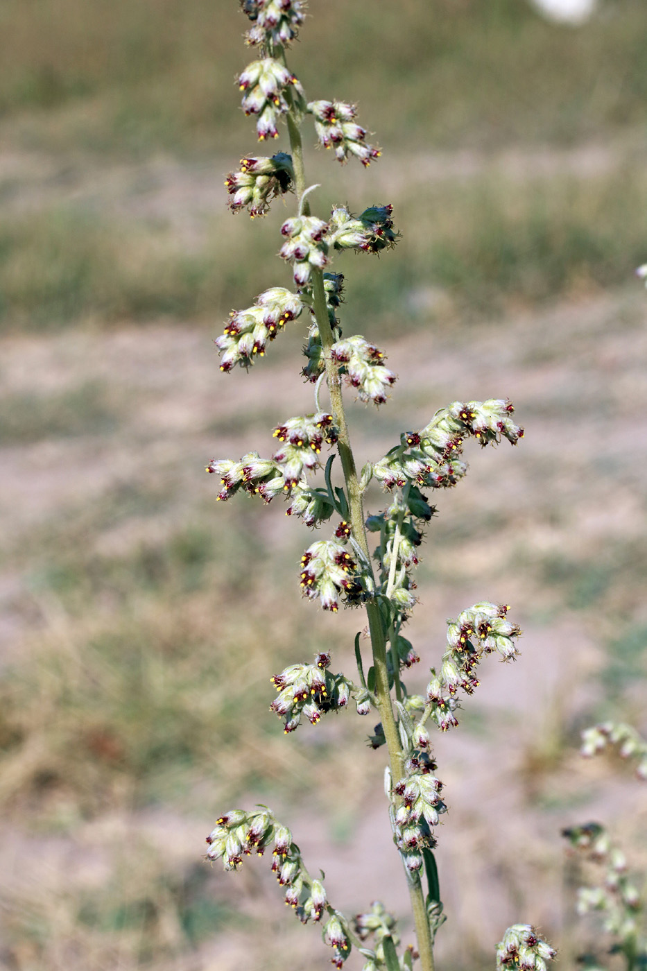 Изображение особи Artemisia vulgaris.