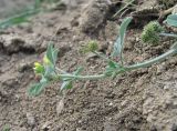 Medicago minima