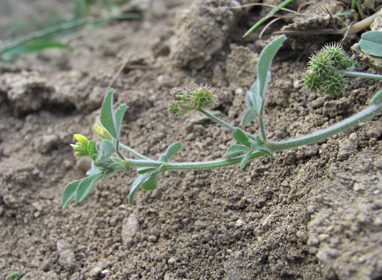 Изображение особи Medicago minima.