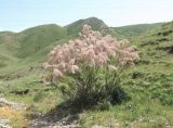 genus Tamarix