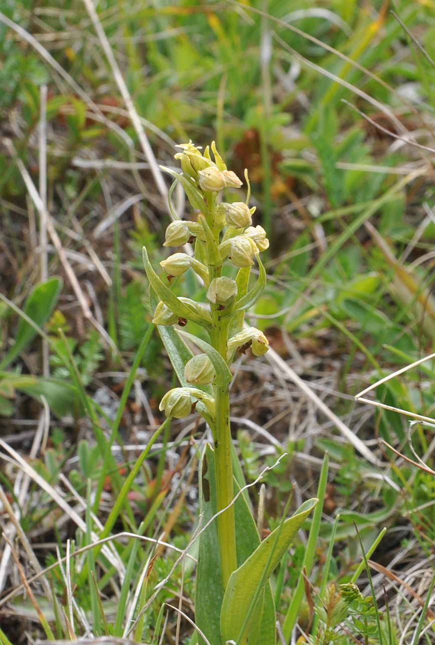 Image of Dactylorhiza viridis specimen.