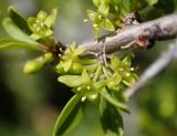 Rhamnus подвид oleoides