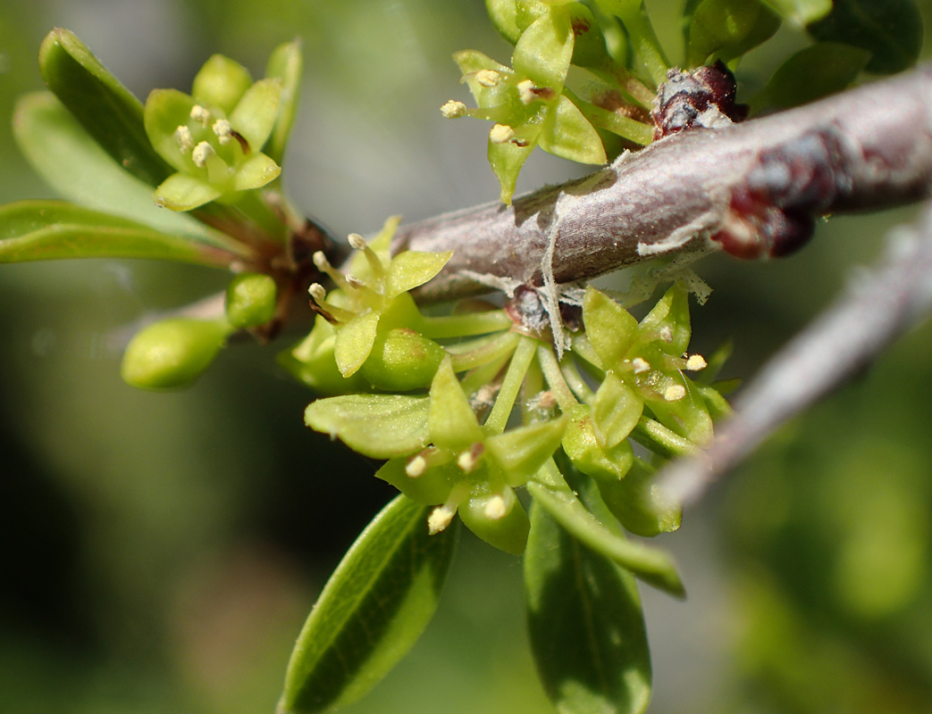 Изображение особи Rhamnus lycioides ssp. oleoides.