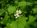 Alliaria petiolata