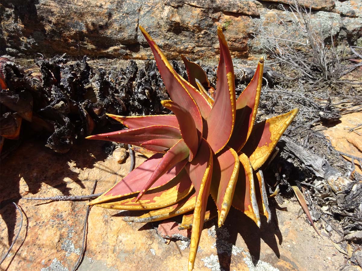 Image of Aloe perfoliata specimen.