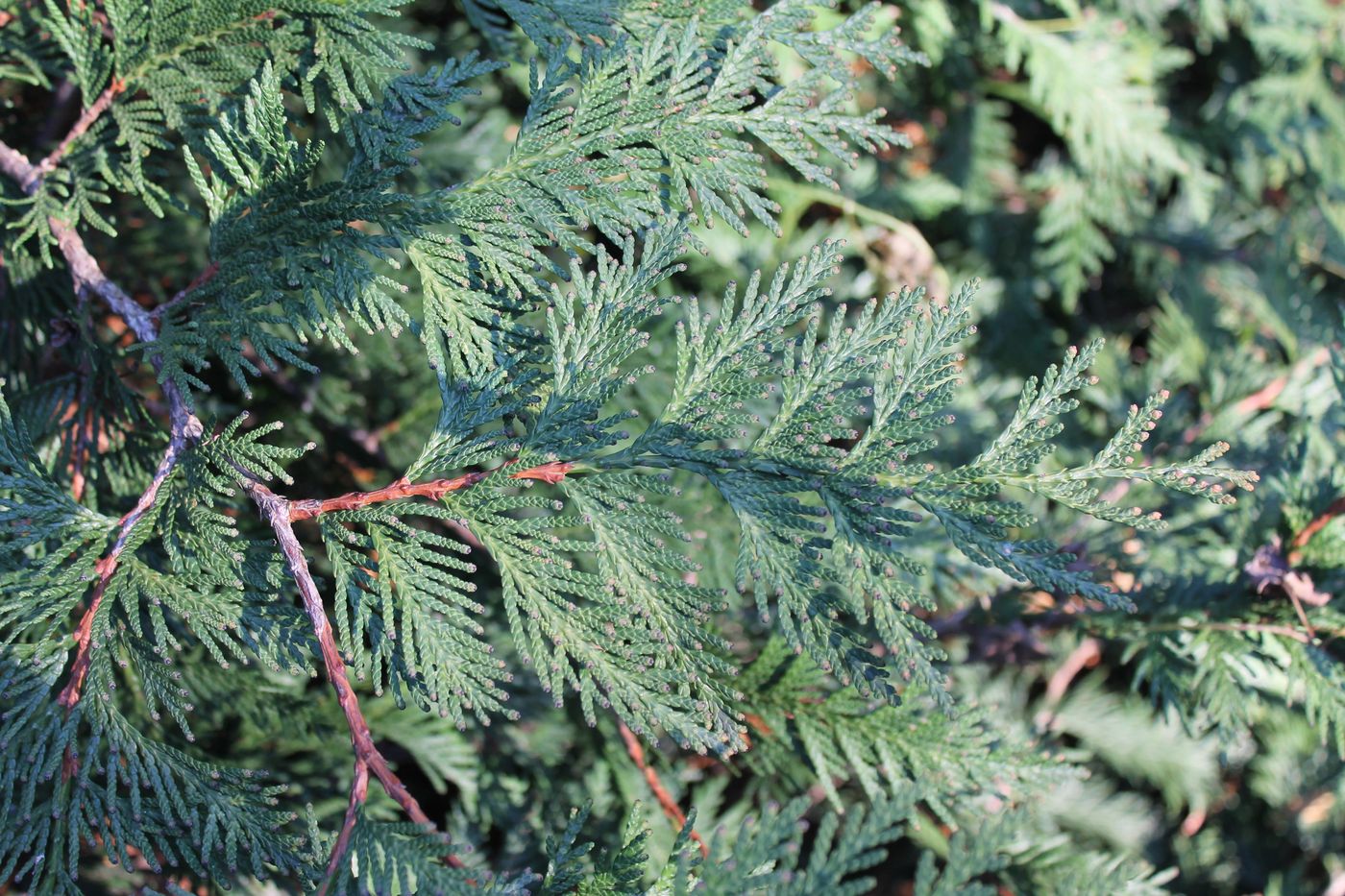 Image of Thuja occidentalis specimen.