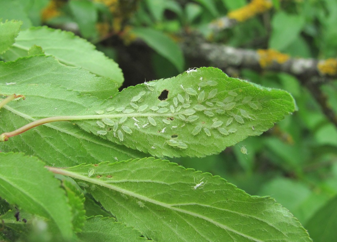 Изображение особи Prunus cerasifera ssp. caspica.