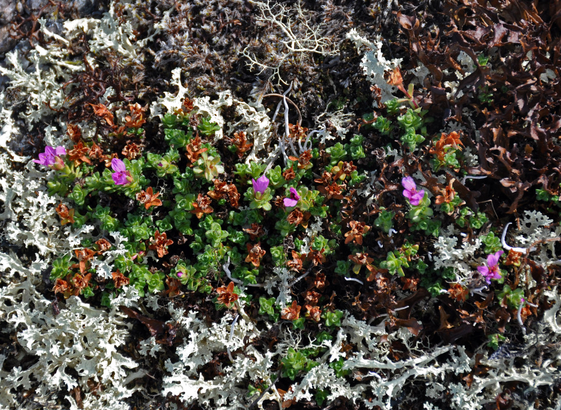 Image of Saxifraga oppositifolia specimen.