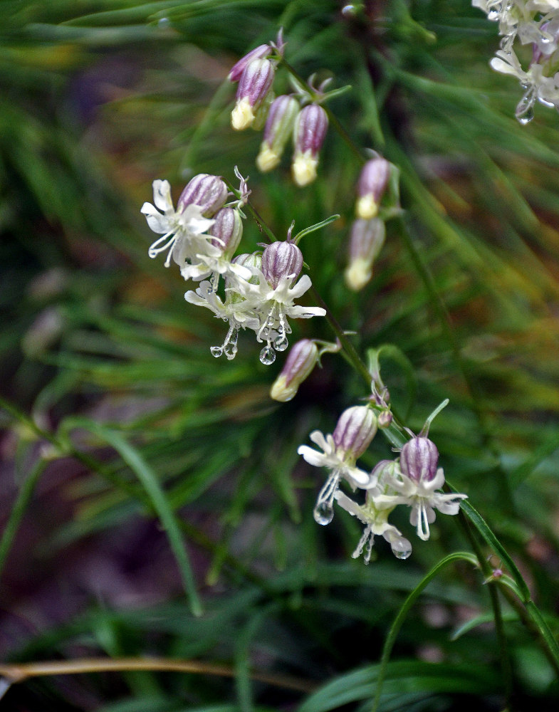 Изображение особи Silene chamarensis.