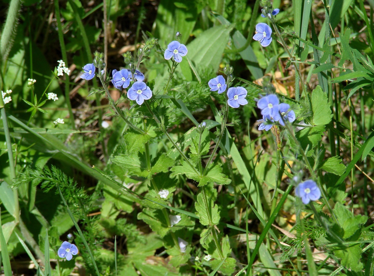 Image of Veronica chamaedrys specimen.