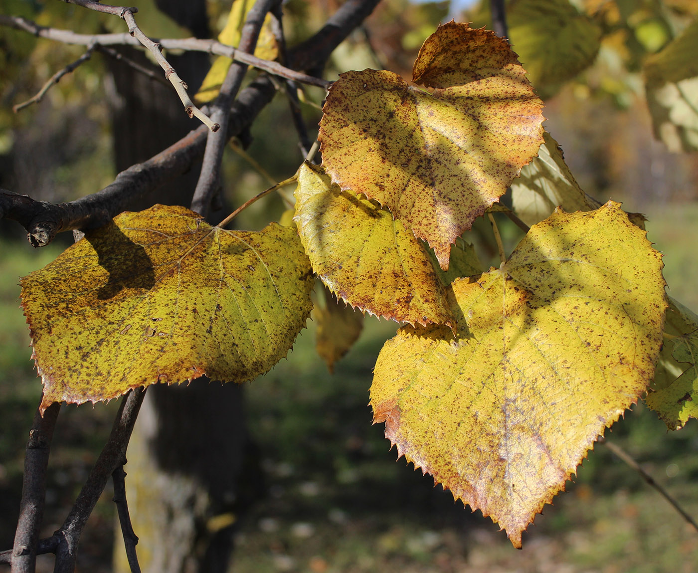 Изображение особи Tilia mandshurica.