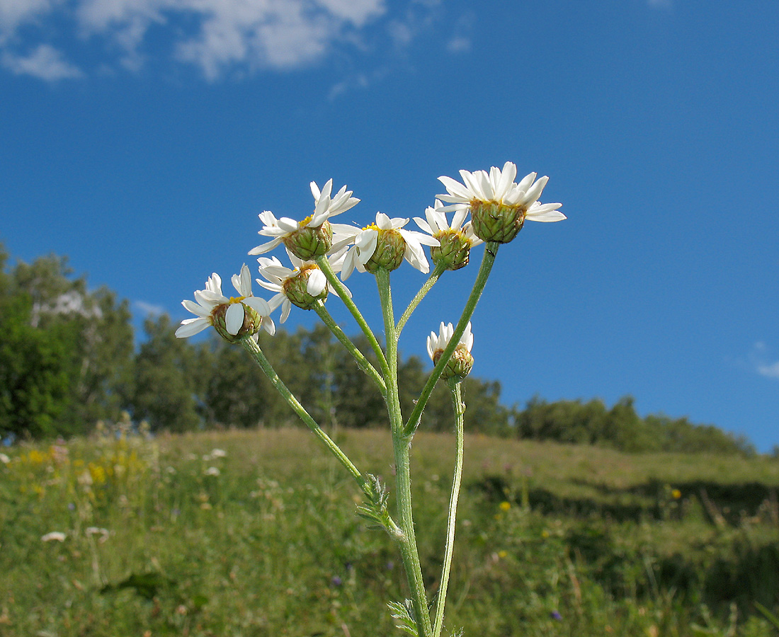 Изображение особи Pyrethrum corymbosum.