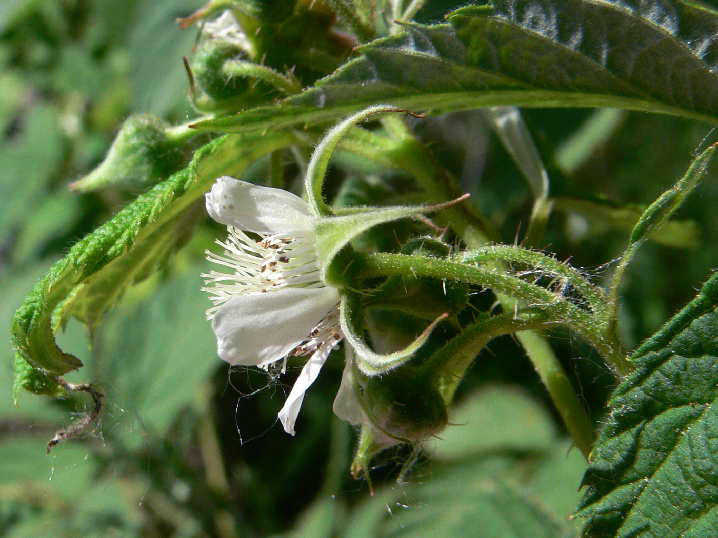 Image of Rubus idaeus specimen.