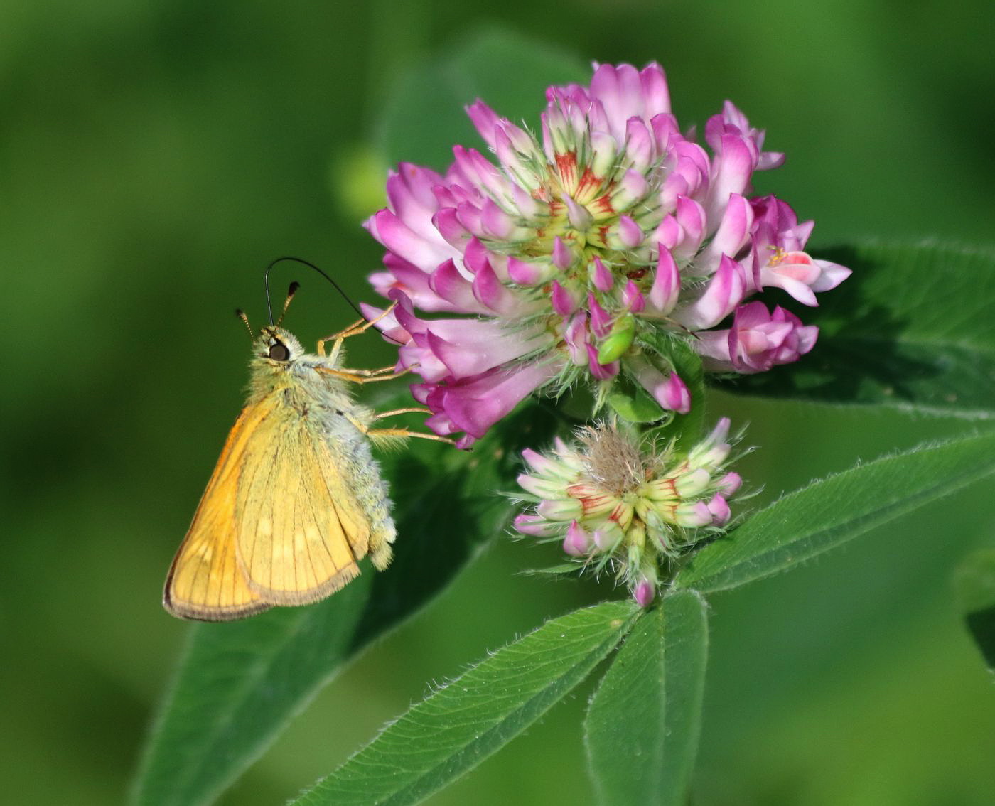 Изображение особи Trifolium medium.