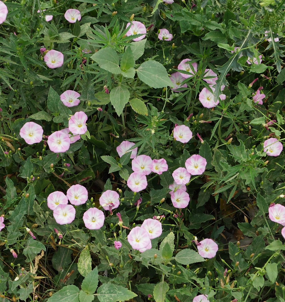 Image of Convolvulus arvensis specimen.