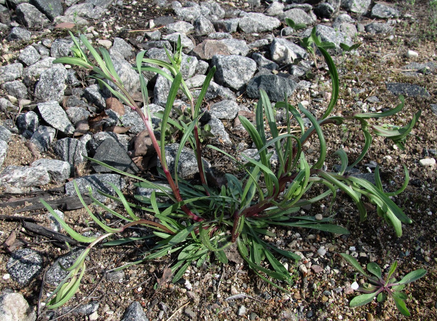 Image of Erigeron acris specimen.