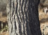 Pinus halepensis. Часть ствола. Греция, Эгейское море, о. Парос, холм Кефалос, окр. монастыря Св. Антония; каменистая пешеходная дорожка к монастырю. 31.10.2018.
