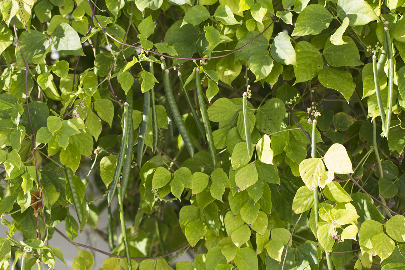 Image of genus Vigna specimen.