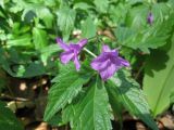 Cardamine glanduligera