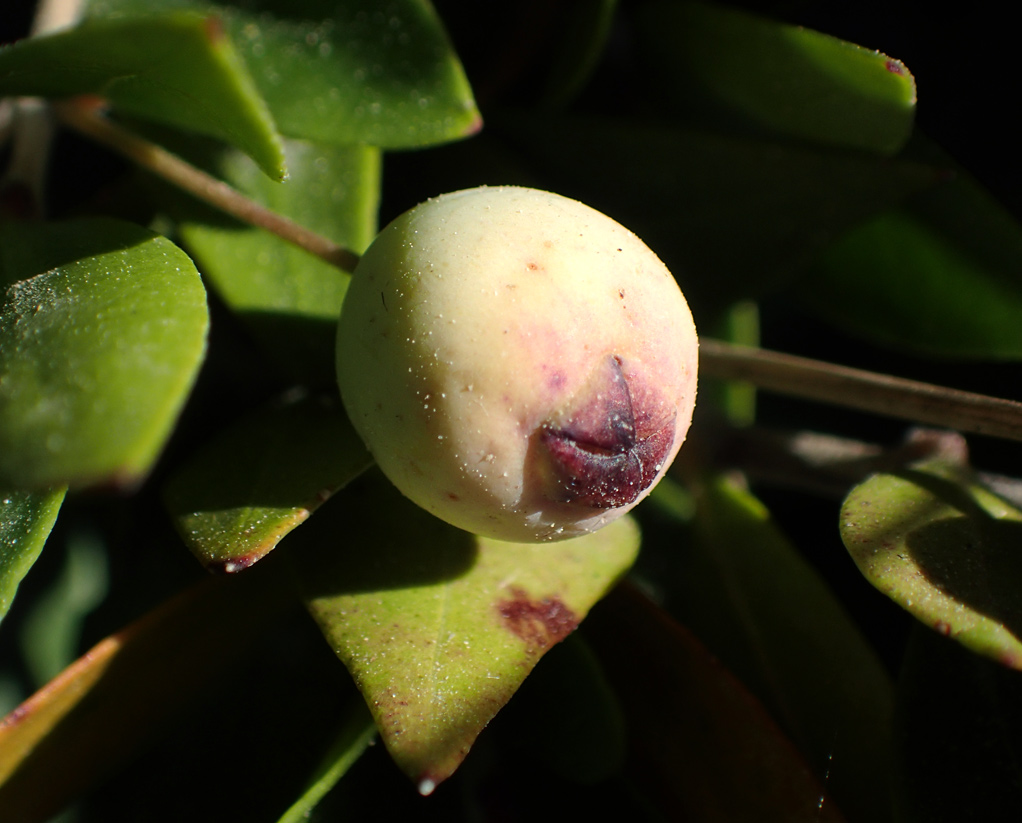 Image of Myrtus communis var. leucocarpa specimen.