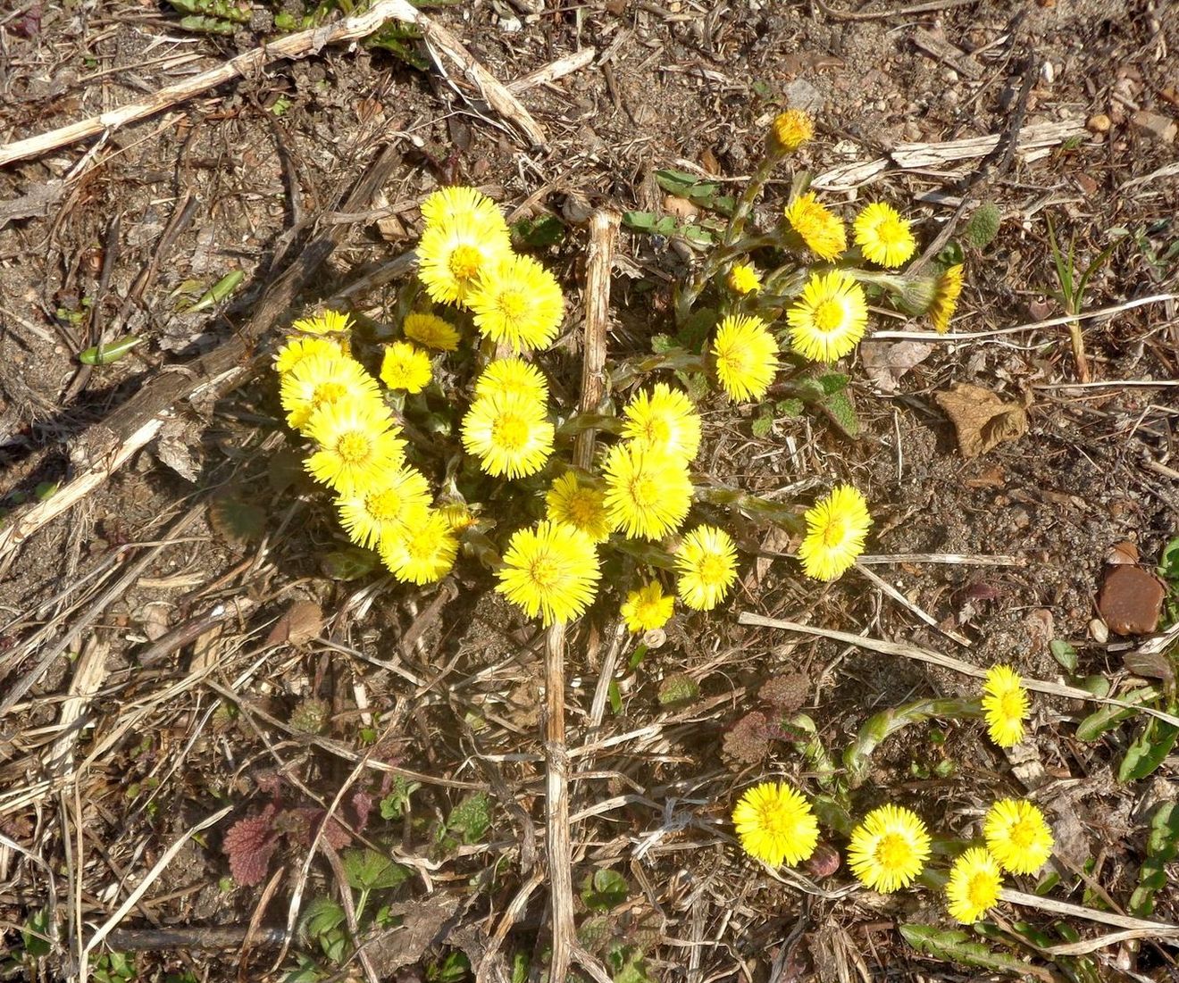 Image of Tussilago farfara specimen.