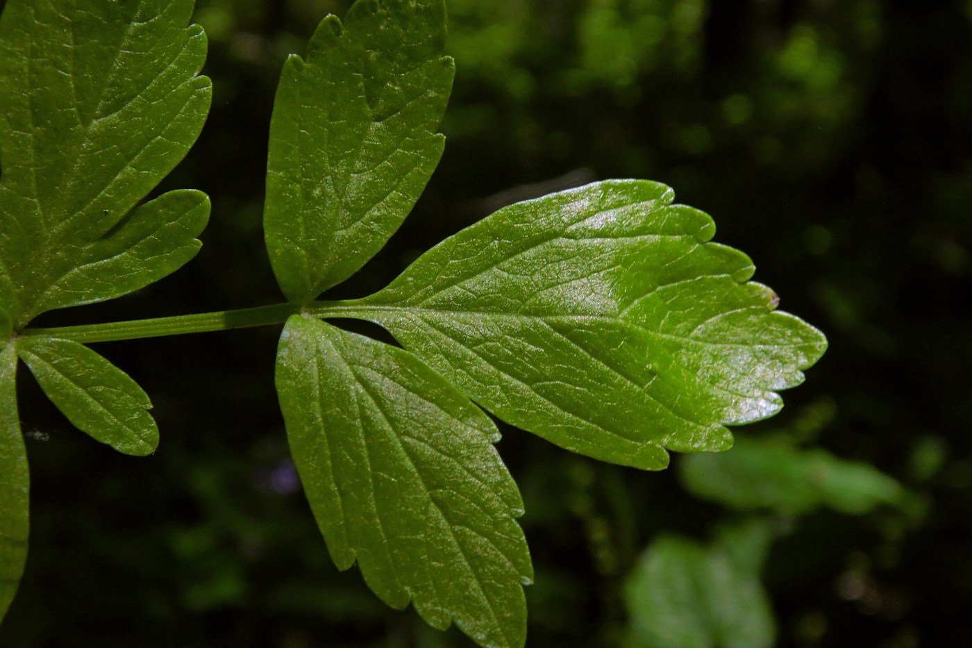 Изображение особи Smyrnium perfoliatum.