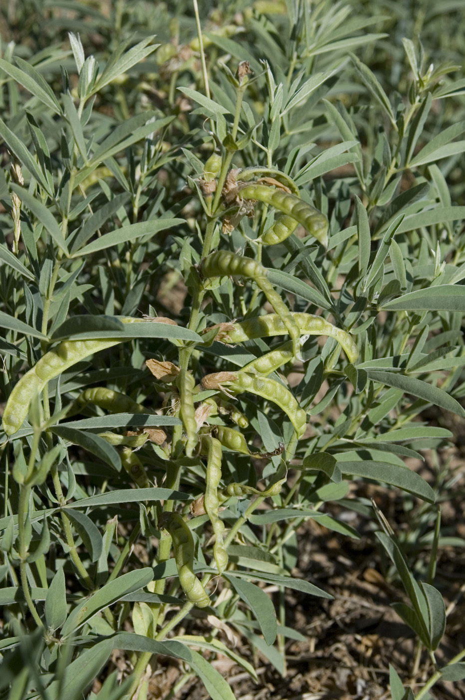 Image of Thermopsis lanceolata specimen.