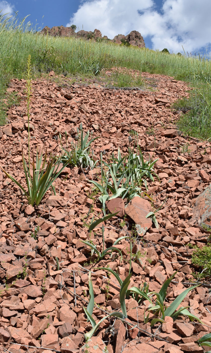 Изображение особи Tulipa vvedenskyi.