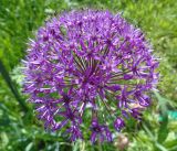 род Allium