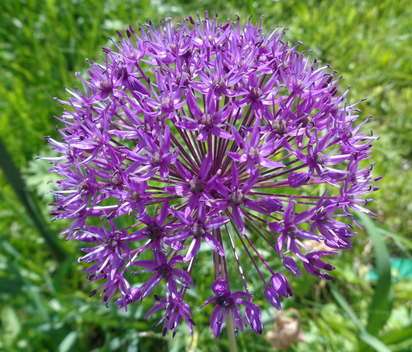 Image of genus Allium specimen.