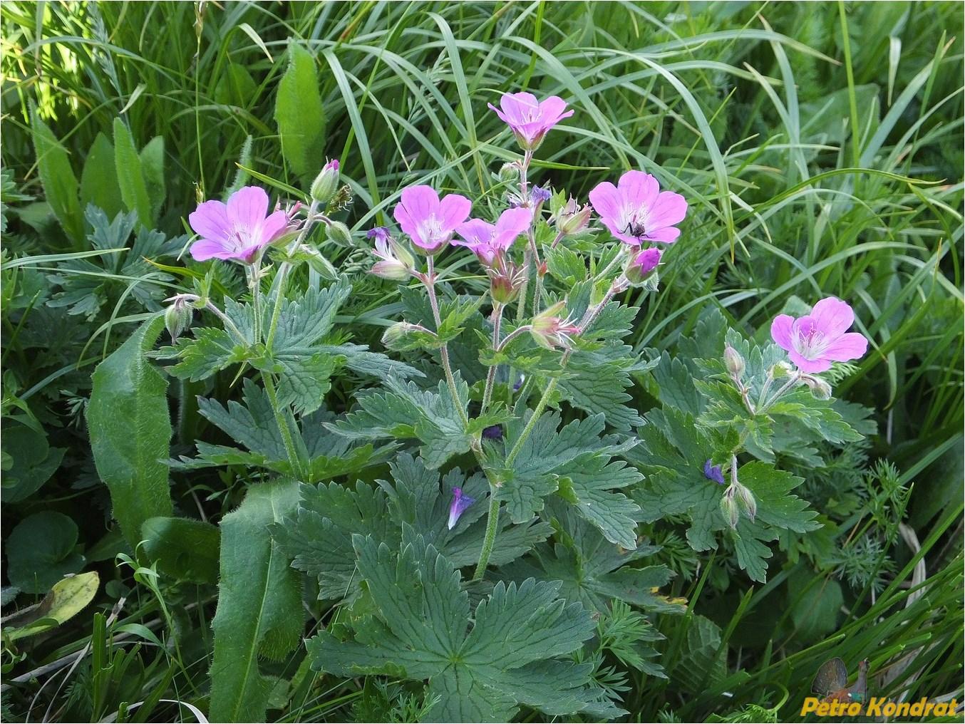 Изображение особи Geranium alpestre.