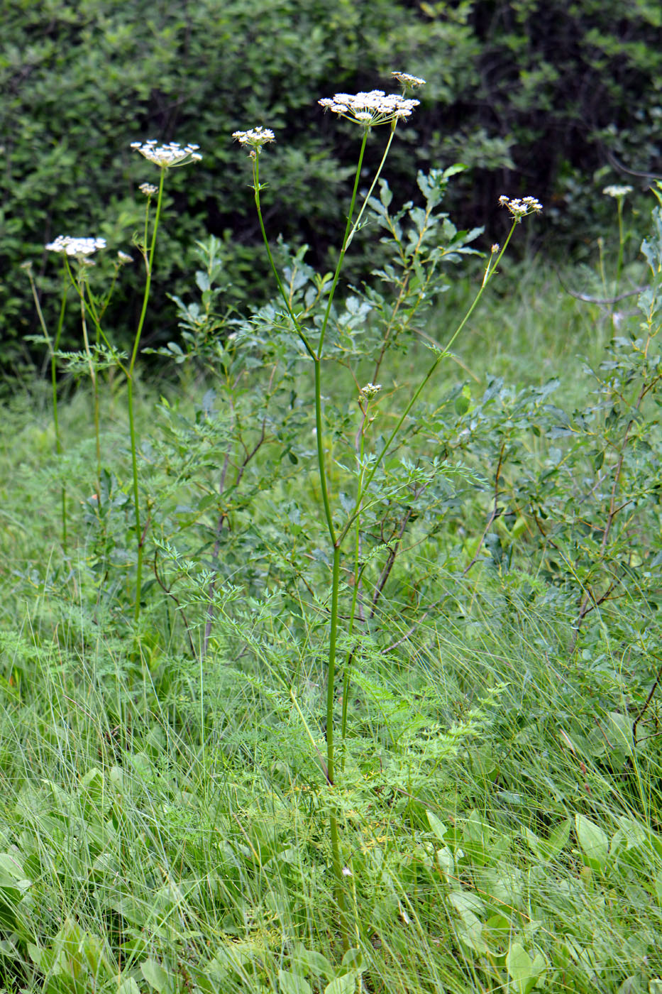 Изображение особи Thyselium palustre.