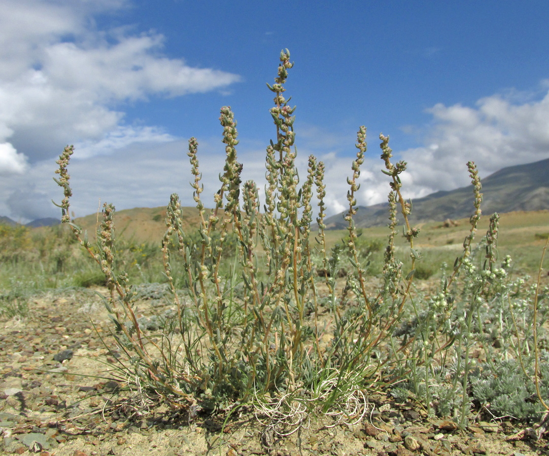 Image of Bassia prostrata specimen.