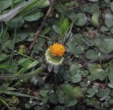 Bellis perennis