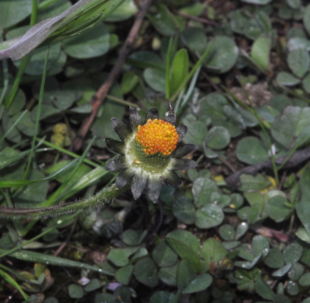 Image of Bellis perennis specimen.