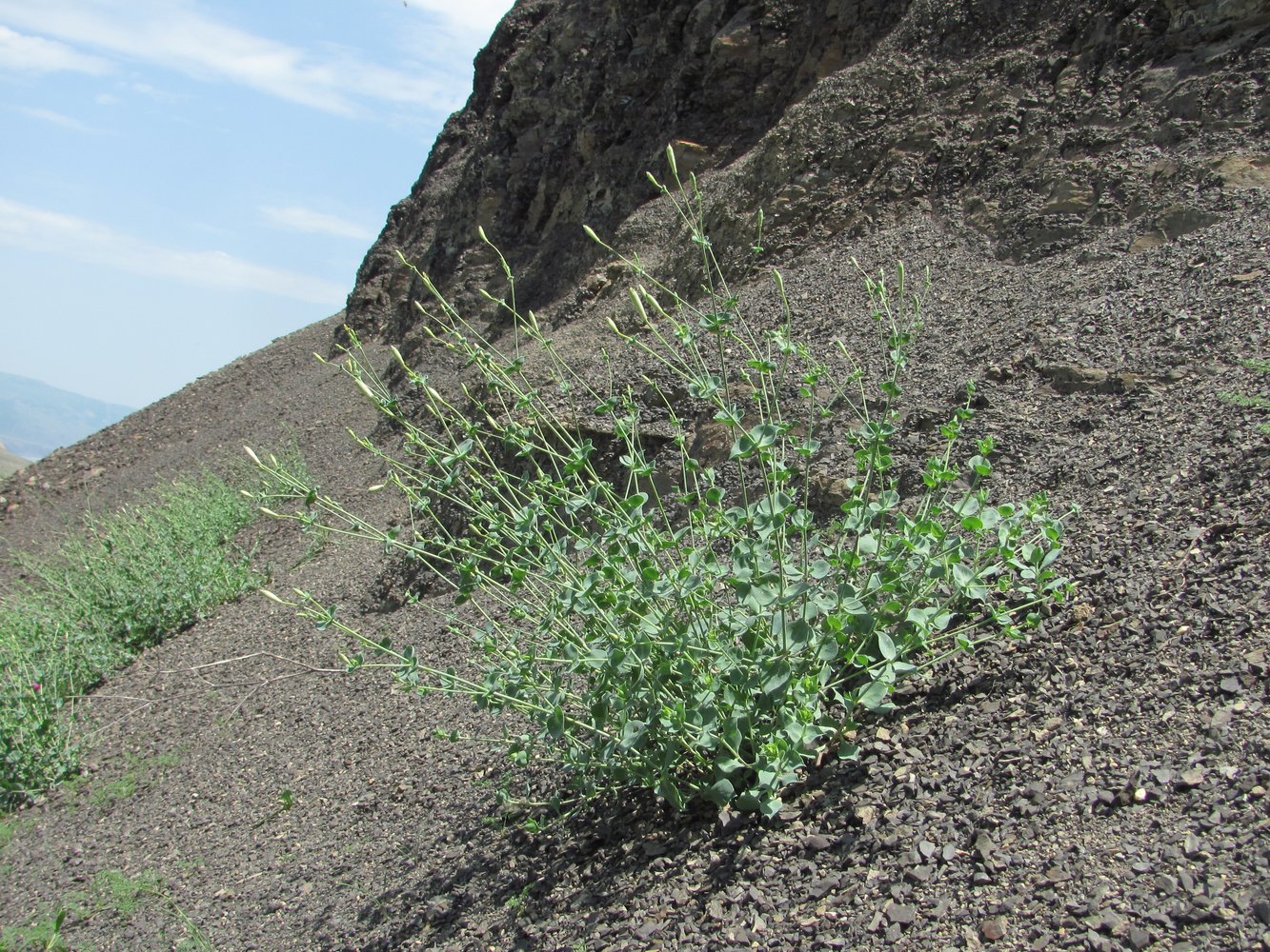 Изображение особи Silene chlorifolia.